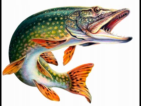 Видео: За щукой на платник