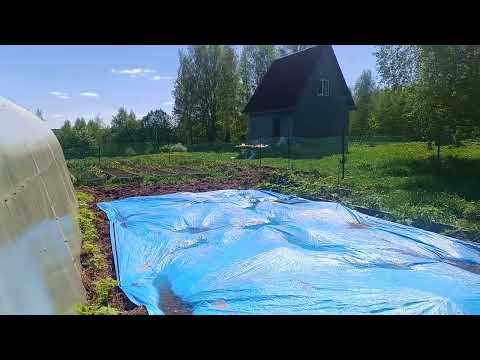 Видео: Жёлтые поля)Наши дела)