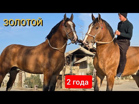 Видео: ЗОЛОТОЙ   2  года 1.65 см ЗОР ӨСПҮРҮМ 