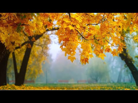 Видео: Невероятно красивая осенняя мелодия! осень! Самая красивая мелодия в мире! Золотые листья осени