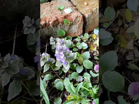Видео: Живучка, аюга. Сорта.