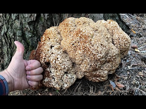 Видео: ГИГАНТ СРЕДИ ГРИБОВ ! СПАРАССИС КУРЧАВЫЙ РАСТЁТ КАЖДЫЙ ГОД !