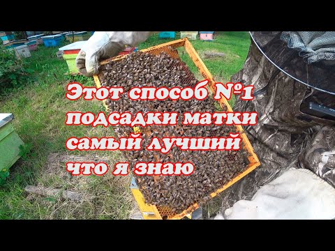 Видео: ТРИ ПРОВЕРЕННЫХ МНОЙ СПОСОБА ПОДСАДКИ ПЛОДНЫХ МАТОК