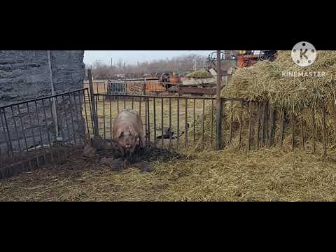 Видео: Жизнь в селе#Казахстан#Кабана пустили на мясо.