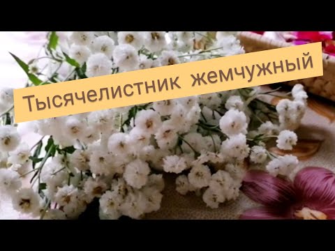 Видео: Сухоцвет. Сушим тысячелистник жемчужный.