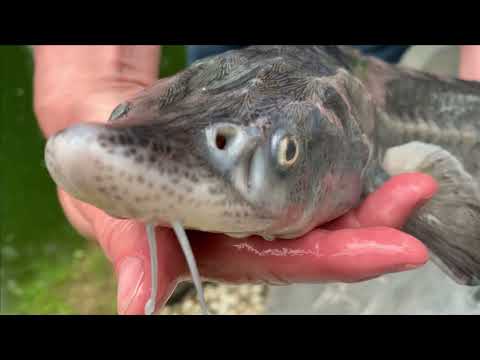Видео: Запуск белуги в пруд.Большой)Запланировали...поймали...довезли...выпустили.