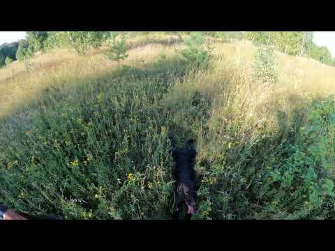 Видео: Охота на Тетерева с Дратхааром Гай