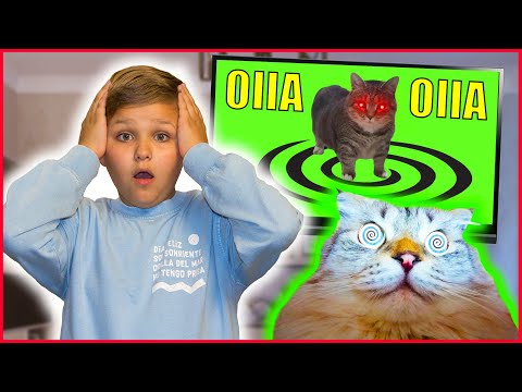 Видео: OIIA CAT в РЕАЛЬНОЙ ЖИЗНИ У МЕНЯ ДОМА! ЗЛОЙ КОТ ОИИА!