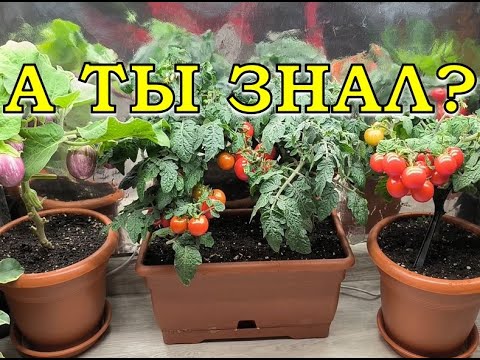 Видео: Мой ОГОРОД на ОКНЕ: красиво, вкусно и полезно!  🍅🍆🥒