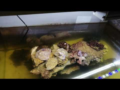 Видео: Планы на заселение подопустевших аквариумов. Иглокожие, рыбы и червь