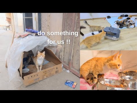 Видео: Спасение Мамы-Кошки и её 5 котят от трагической судьбы.