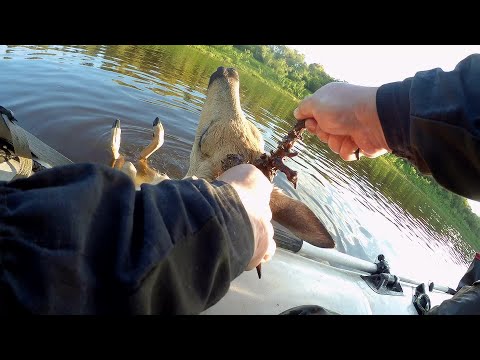 Видео: Налим, Щука, Косуля. Река Сосьва 30.07.2024