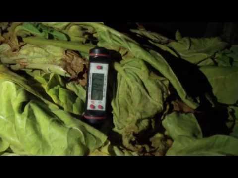 Видео: Томление махорки "2". Ночь. Утро. Перекладывание "кипы".