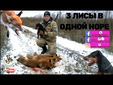 Видео: Охота с ягдтерьером, 3 лисы в одной норе (сезон 2020-2021)Fox Hunt with Jagdterrier