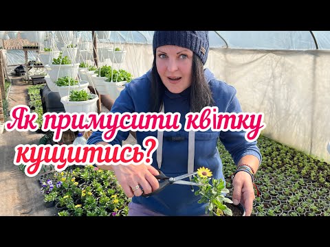 Видео: Як примусити квіти кущитись?