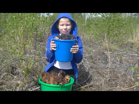 Видео: Тихая охота 2025! Первые Грибы в Самом Разгаре!