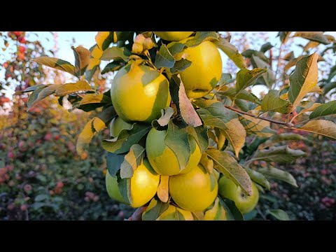Видео: Яблоня Гренни Смит (Granny Smith)