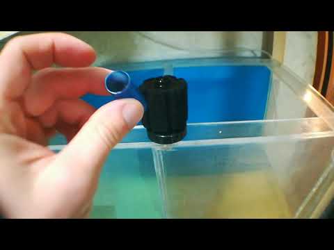 Видео: Мальки данио.день 5ый. Уход и правильная подмена воды