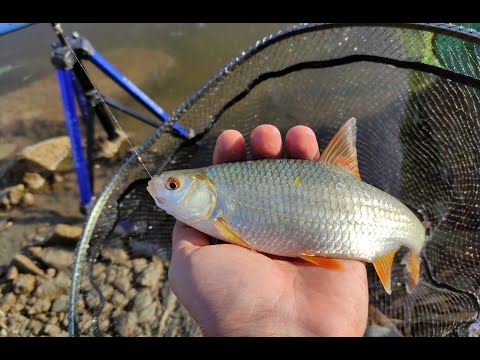 Видео: Фидер в ноябре  Бердянское водохранилище 07 11 2021