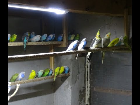 Видео: Профилактика от сельманнелеза у попугаев, канареек, голубей.