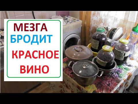 Видео: КРАСНОЕ ВИНО как бродят МЕЗГА и СУСЛО