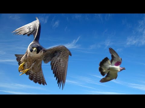 Видео: Только выпустил Голубей и сразу - АТАКА СОКОЛА 🦅😡 | Falcon attack on pigeons