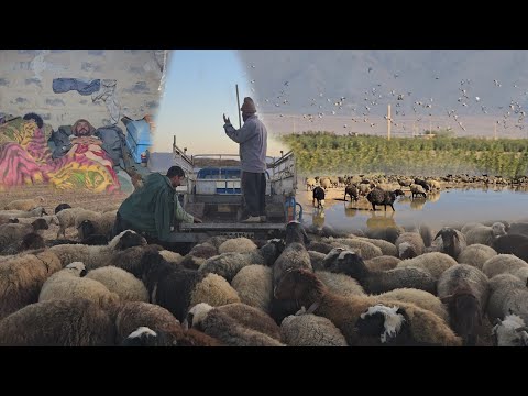 Видео: Кочевой образ жизни у озера | Где каждый рассвет подобен сну