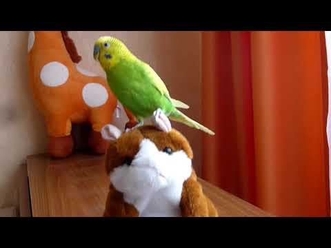 Видео: И КАК ТУТ НЕ ЗАСМЕЯТЬСЯ...ГОВОРЯЩИЙ ХОМЯК И ПОПУГАЙ ТОША/ОЧЕНЬ СМЕШНОЙ ПОПУГАЙ/зеленый попугайчик TV