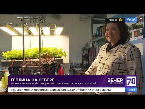 Видео: Теплица на севере. Телеканал "78" Санкт-Петербург . 15.12.2023.