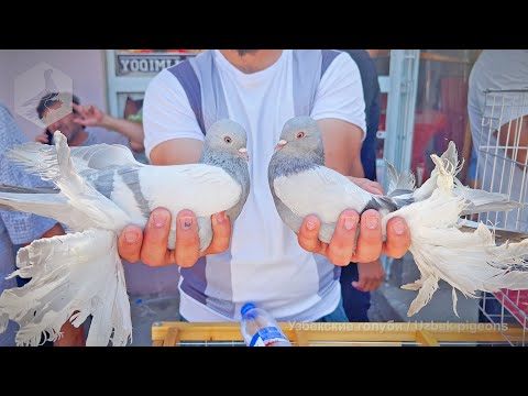 Видео: Птичий рынок г. Ташкент - ГОЛУБИ (14.06.2025)