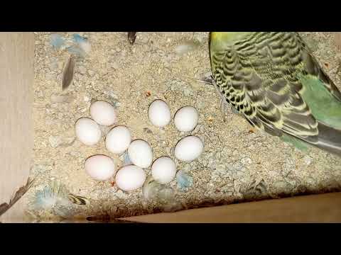 Видео: Крупные птенцы волнистых попугаев. Кладка из 10 яиц.