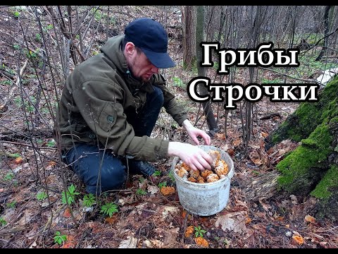 Видео: Собираем грибы. Прогулка по весеннему лесу.