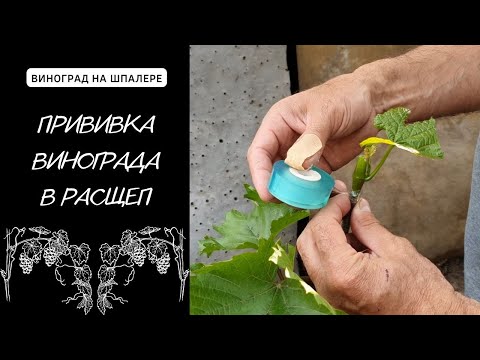 Видео: Прививка Винограда Зеленым в Зеленое. Способ Прививки в Расщеп.