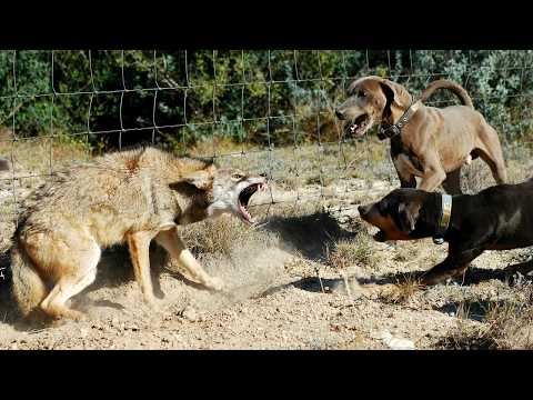 Видео: Дерзкий, Хитрый и Умный Охотник-Одиночка из Северной Америки - КОЙОТ!
