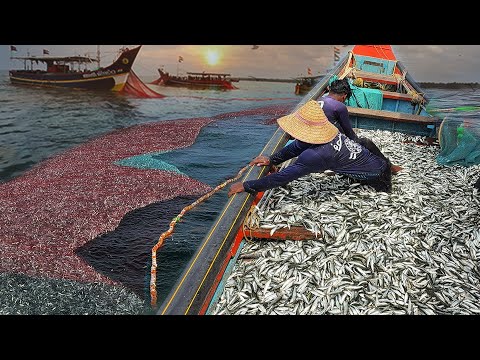 Видео: ВАУ 🤯 Лодка переполнена сардинами! | Огромный улов | Впервые в истории удалось поймать такую ​​ры...