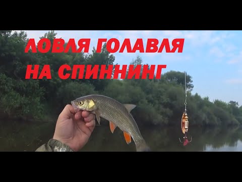 Видео: ЛОВЛЯ ГОЛАВЛЯ НА СПИННИНГ. ЛЮБИМАЯ ВЕРТУШКА ЛОВИТ ВСЁ