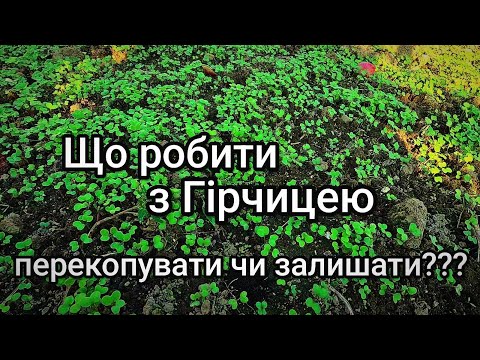 Видео: Чи перекопувати Гірчицю на зиму??? Внесення гною по сидератах