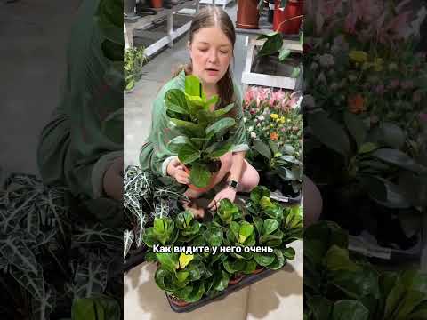 Видео: Фикус Лирата Бамбино #фикус #растенияворонеж