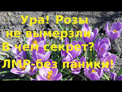 Видео: Наконец то Розы не вымерзли. Значит уход был правильным