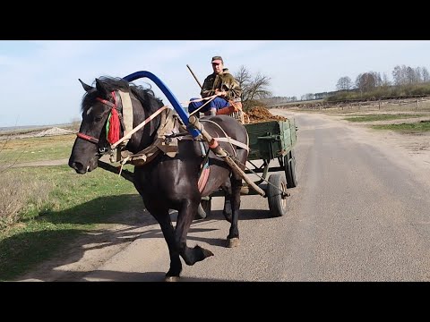 Видео: ЛОШАДИ В РАБОТЕ🐎ВОЗИМ НАВОЗ НА АЗЕ💪🔥🐎