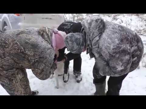 Видео: Нижегородские областные состязания лаек по подсадному медведю. 01-03.12. 2017 г.