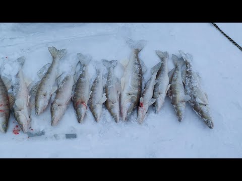 Видео: Темиртау  Самаркандское  Водохранилище #Щедрый на рыбу водоём #18 01 2025
