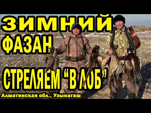 Видео: ОХОТА НА ФАЗАНА В СНЕГУ. ПТИЦА ЛЕТИТ ПРЯМ НА НАС. СОБАКИ УТОПАЮТ В СНЕГУ #казахи