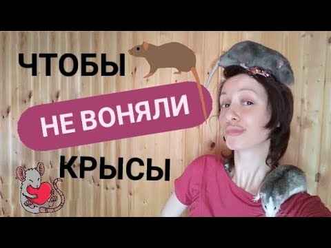 Видео: Запах от крыс. Как устранить. Наполнитель. Гамак. Как выбрать?