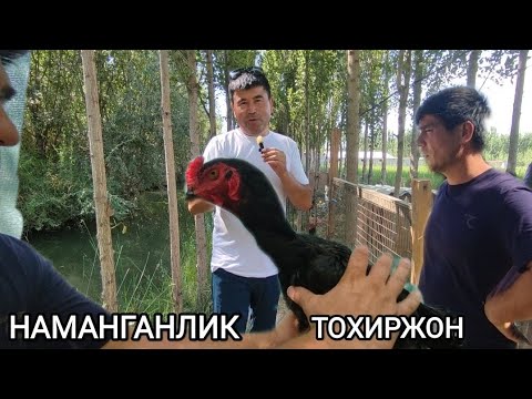 Видео: МАНА У́ША НАМАНГАНЛИК ТОХИРЖОН ПАРВОЗ БИЛАН ИНТЕРВЬЮ ТОХИРЖОН ДАКАНЛАРИ ПАРВОЗЛАР УЧУН