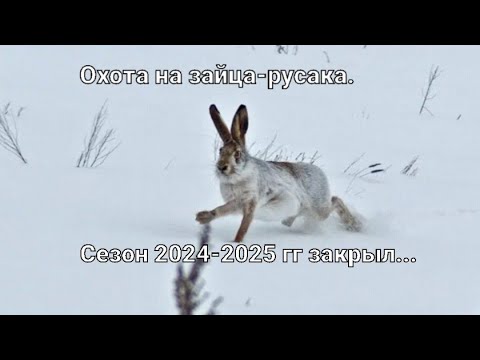 Видео: Охота на зайца-русака. "Достойное закрытие сезона"...