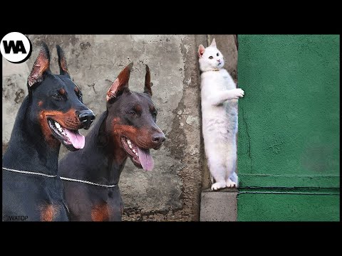 Видео: Вот Почему Кошки Ненавидят Собак