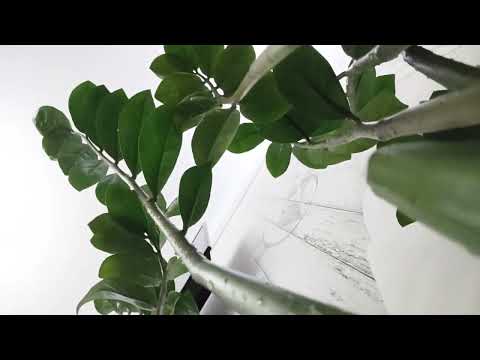 Видео: Доллар гүлі ұнататын тыңайтқыш. Доллар гүлінің күтімі. Гүлдер әлемі. Үй гүлдері.