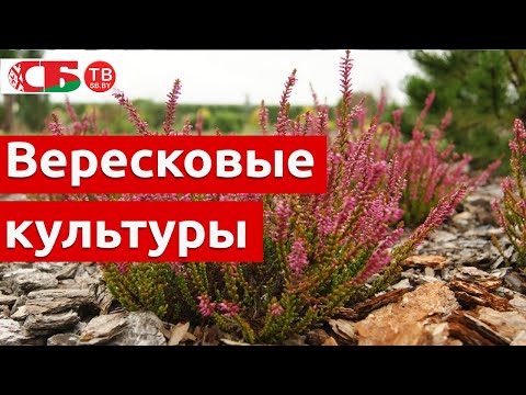 Видео: Вересковые культуры – легкий способ разведения