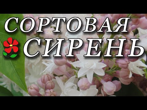 Видео: Разноцветные сирени: очарование вашего сада!